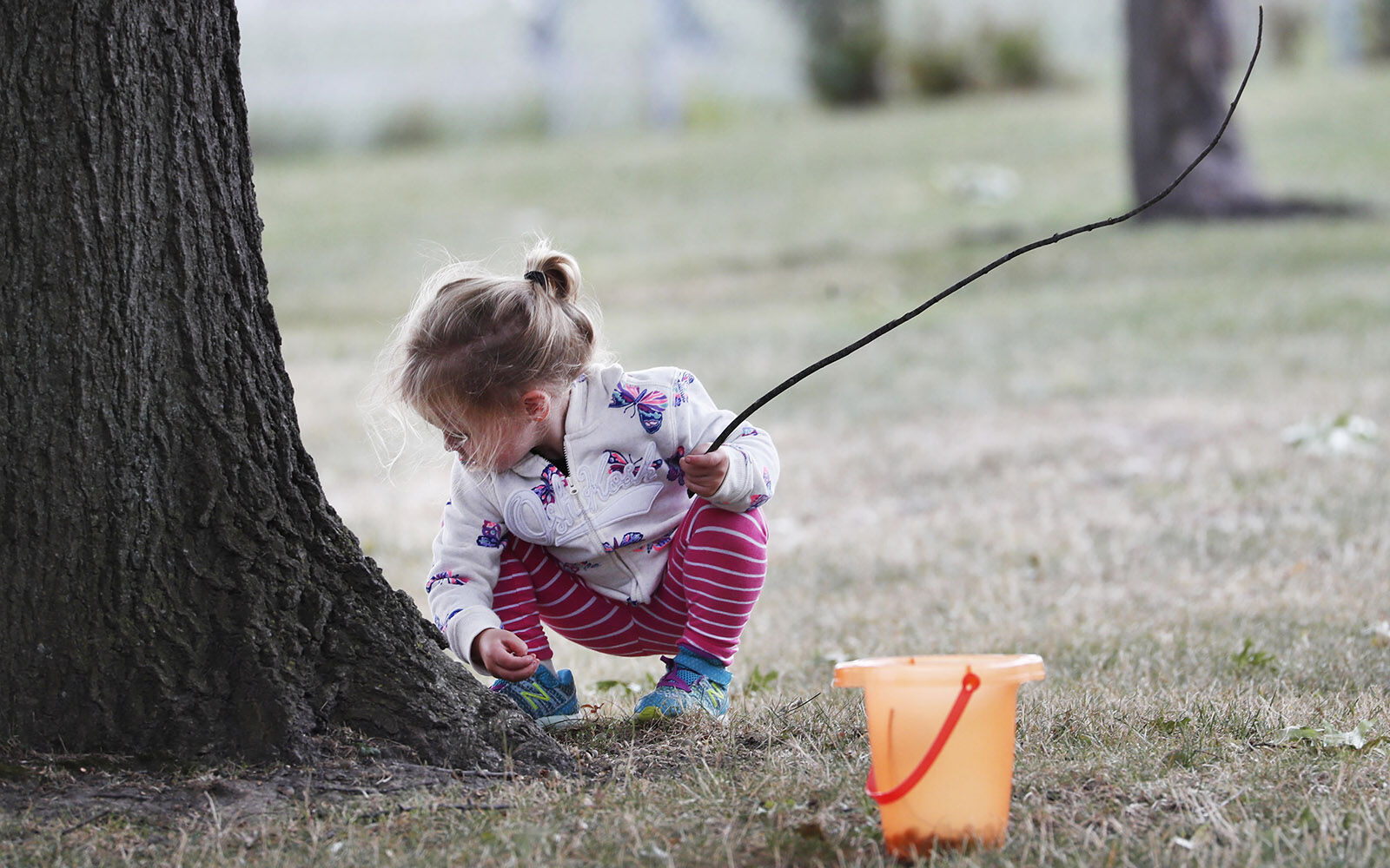 Looking for acorns